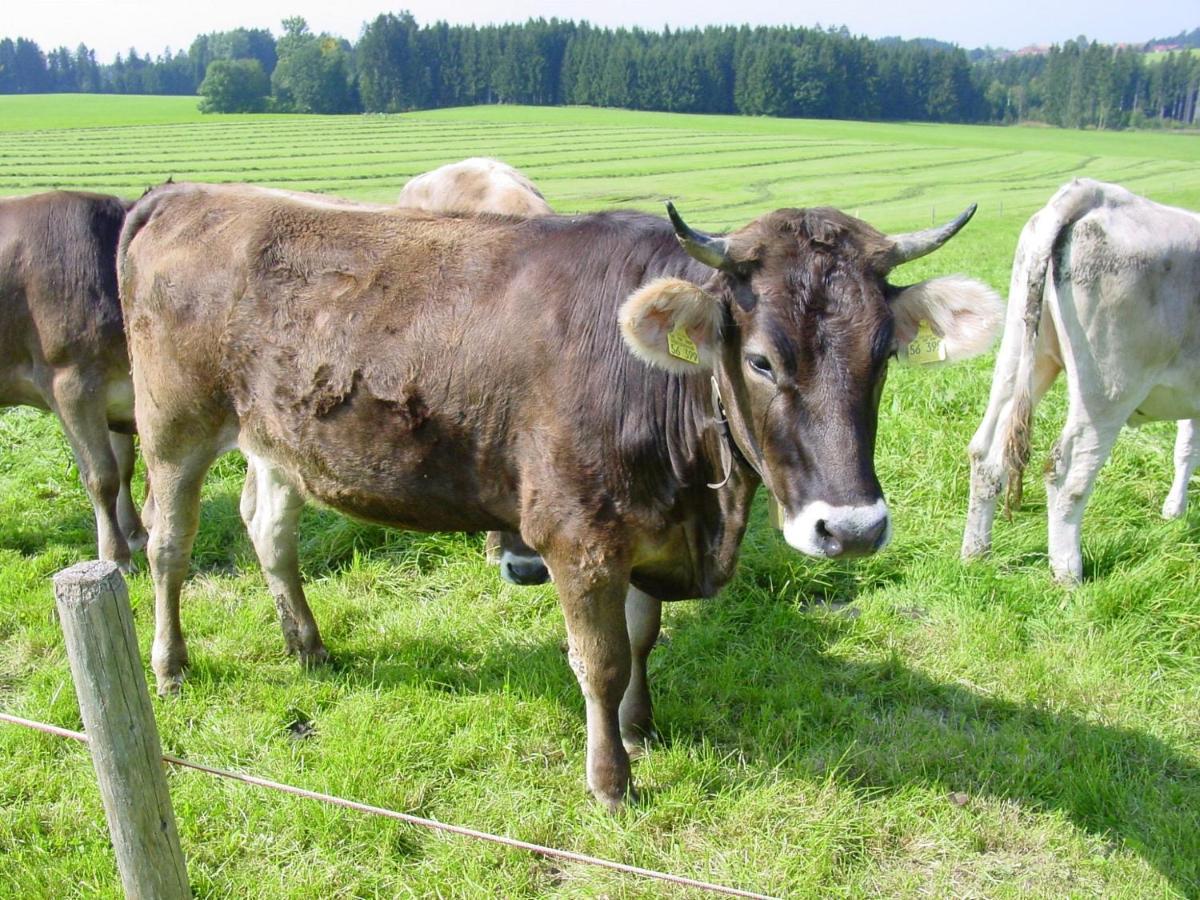 Heimenkirch Andreashofヴィラ エクステリア 写真